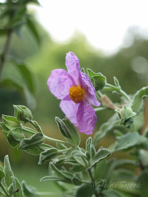 Cistus x canescens.jpg